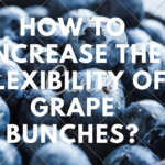 How to increase the flexibility of grape bunches?